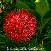 Scadoxus-multiflorus-katherinae