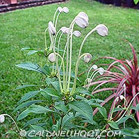 Clerodendrum 'Musical Notes'