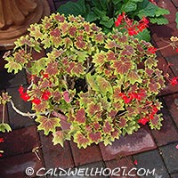 Pelargonium peltatum Ragtime
