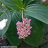 Medinilla myriantha