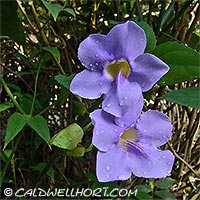 Thunbergia grandiflora - Sky Vine