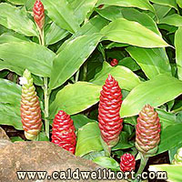 Zingiber Zerumbet - Pine Cone Ginger