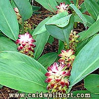 Hidden Ginger - Curcuma - 'Purple Prince'