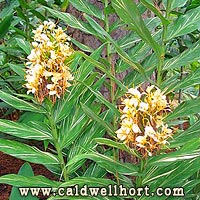 Hedychium 'Dr. Moy'