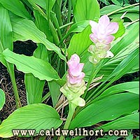 Curcuma-X-'Laddawan'