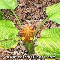 Curcuma 'Khymer Orange'