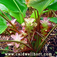 Curcuma aurantiaca 'Rainbow'