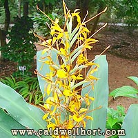 Hedychium X 'Tara'