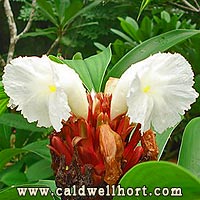 Costus varzearum