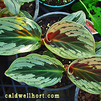 Cornukaempferia aurantifolia 'Jungle Gold'