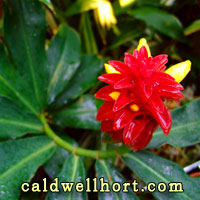 Costus barbatus
