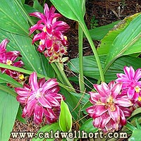 Hidden Ginger---Curcuma X 'Raspberry'