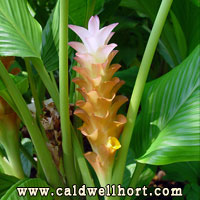 Curcuma Sulee Sunrise