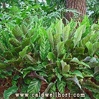 Calathea louisae Bed