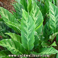 Calathea louisae Leaves