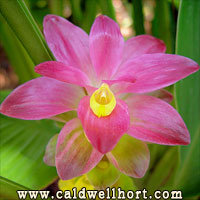 Curcuma X Raspberry Hidden GinHger