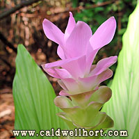 Curcuma cordata