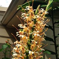 Hedychium Kong