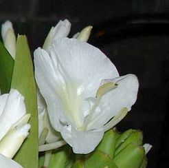 White Butterfly Ginger