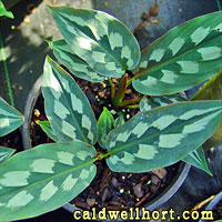 Kaempferia 'Silver Diamonds'