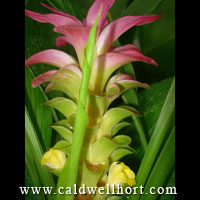 Curcuma australasica 'Aussie Plume' 