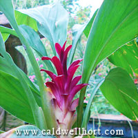 Hidden Ginger Curcuma X 'Raspberry'