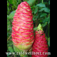 Zingiber zerumbet - Pinecone Ginger