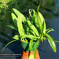 Philodendron crassinerum