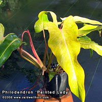 Philodendron 'Painted Lady'