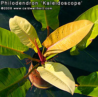 Philodendron ‘Kaleidoscope’