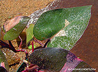 Philodendron-Pink-Princess