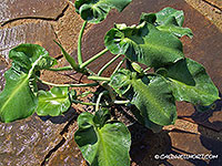 Philodendron-rugosa