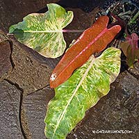Philodendron-Desert-Dawn