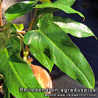 agraduspius
