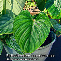 Philodendron ecuadorense