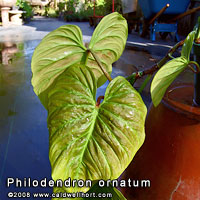Philodendron ornatum
