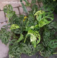 Monstera adansonii - The Swiss Cheese Plant basket