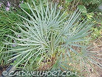 Chamaerops humilis var. cerifera