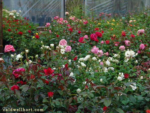 More Caldwell Nursery Roses